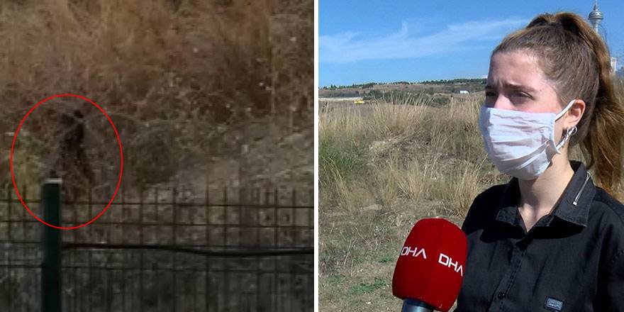 Büyükçekmece'de ayı paniği!