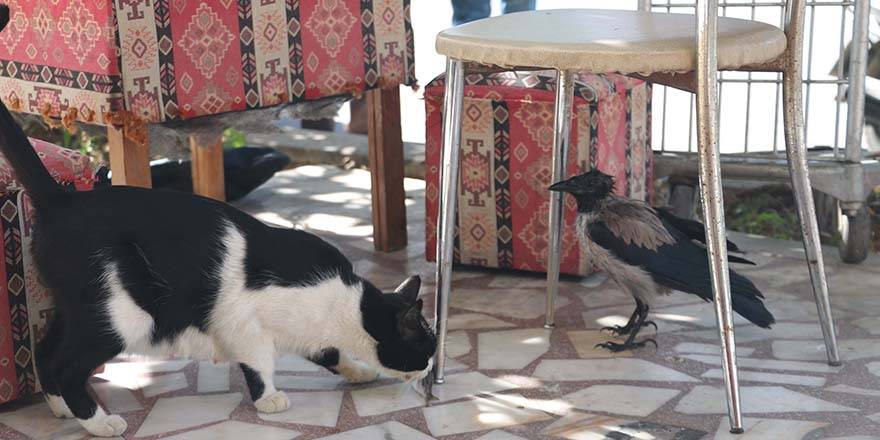 Karga miyavlamaya başladı