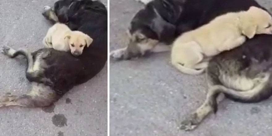 Bartın'da yaralanan köpeğin yavrusu yanından ayrılmadı