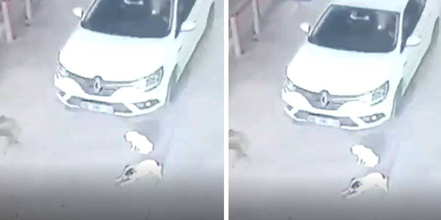 Köpekleri ezdi geçti
