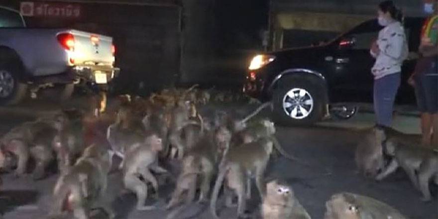 Maymun festivalinde maymunları böyle korkuttular