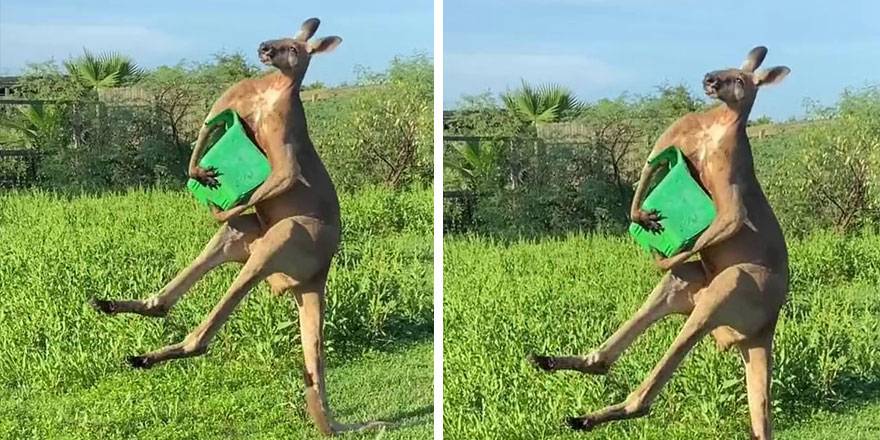 ABD'de kuyruğu üzerinde durabilen kanguru rekor kırdı!