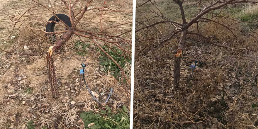 2 ayda 506 ağacına zarar verdi
