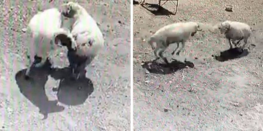 İki koçun kavgası kötü bitti!