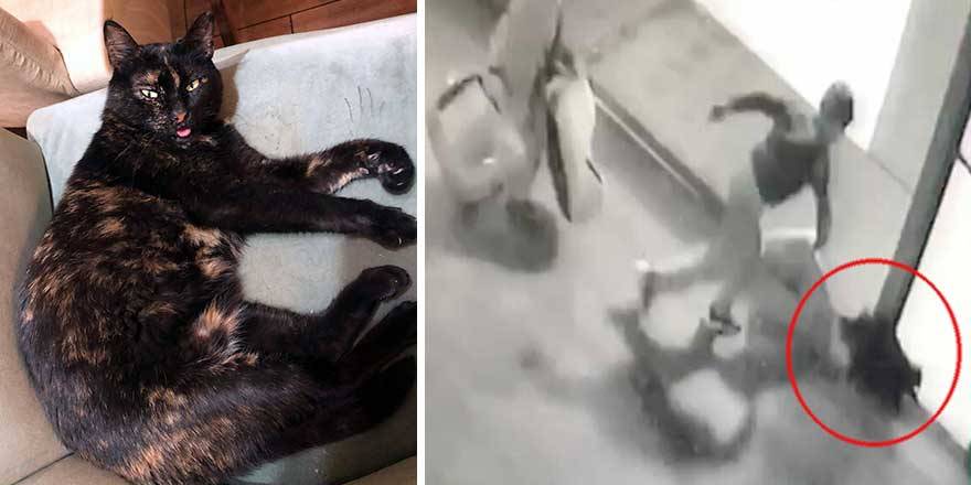 2 çocuk kediyi bayıltana kadar dövdü! Dehşet anları...