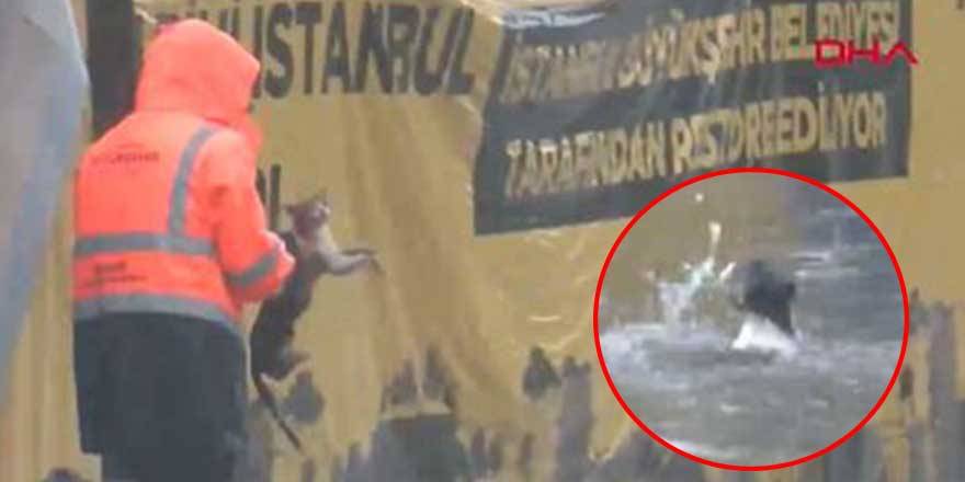 Topkapı'da su birikintisinde kedinin çırpınışları...