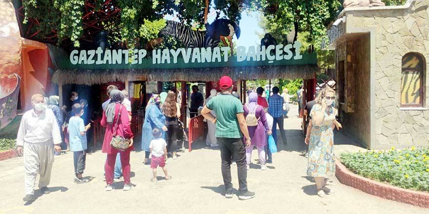 Hayvanat bahçesinden kaçan aslan dehşet saçtı!