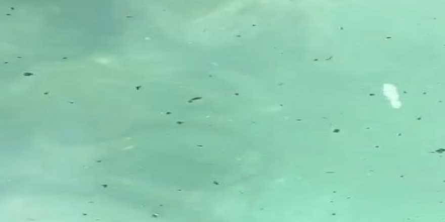 Manavgat'ta meydana gelen büyük yangının ortaya çıkmaya başladı