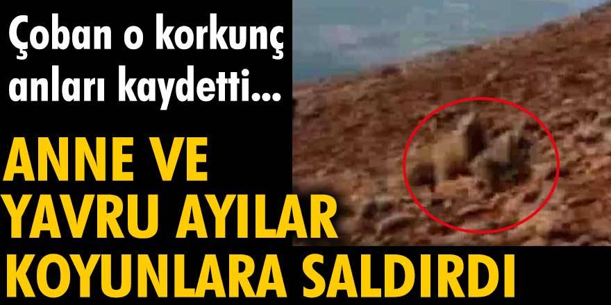 Anne ve yavru ayılar koyunlara saldırdı. Çoban o anları kaydetti