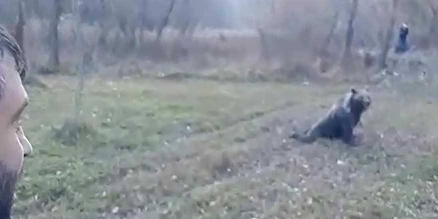Kış uykusuna yatmayan bozayıyı uyuşturdular