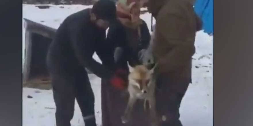 Ardahan'da tilkiye şiddet uygulamışlardı...