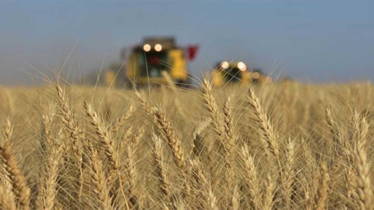 Savaş kapıya dayandı! Tarım Bakanlığı'ndan buğday açıklaması geldi