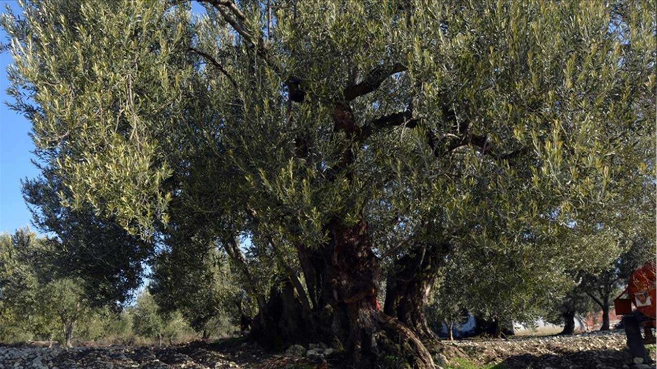 Zeytin alanları maden sahasına dönüştürülüyor!