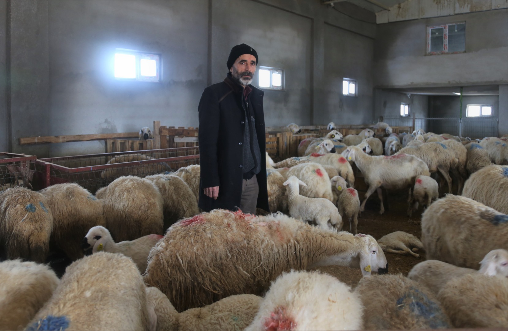 220 koyunu telef oldu, gerçek analizde ortaya çıktı