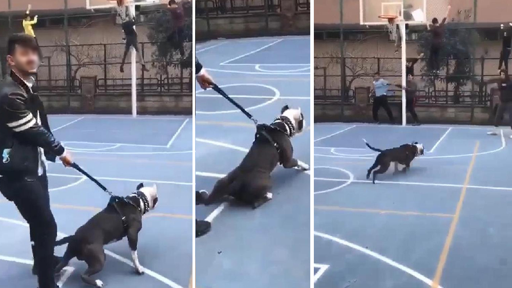 Korku dolu anlar!  Basket oynayan çocukların üzerine pitbull saldı!