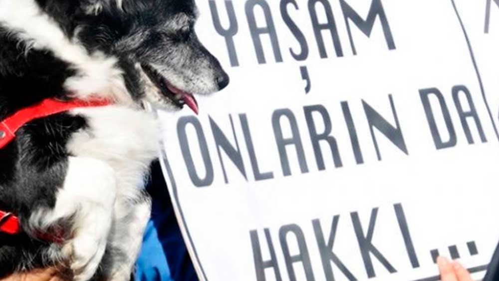 Manisa’da 17 köpeğin ölümüne neden olmuştu: Vahşetin detayları ortaya çıktı!