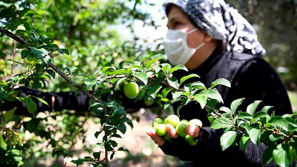 Gönüllerde taht kuran meyvenin fiyatı belli oldu: Çoğu döviz kurunu ikiye katladı!