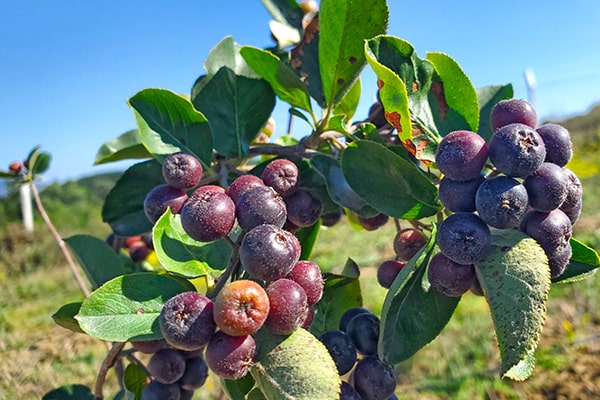 Aronya meyvesi hangi hastalıklara iyi geliyor?