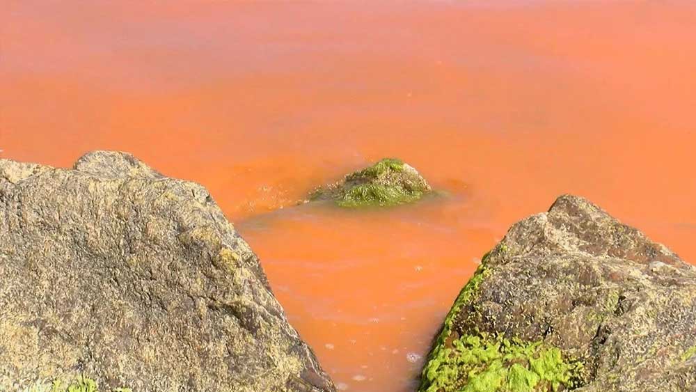 Karadeniz'in son halini görenler şaşkına döndü