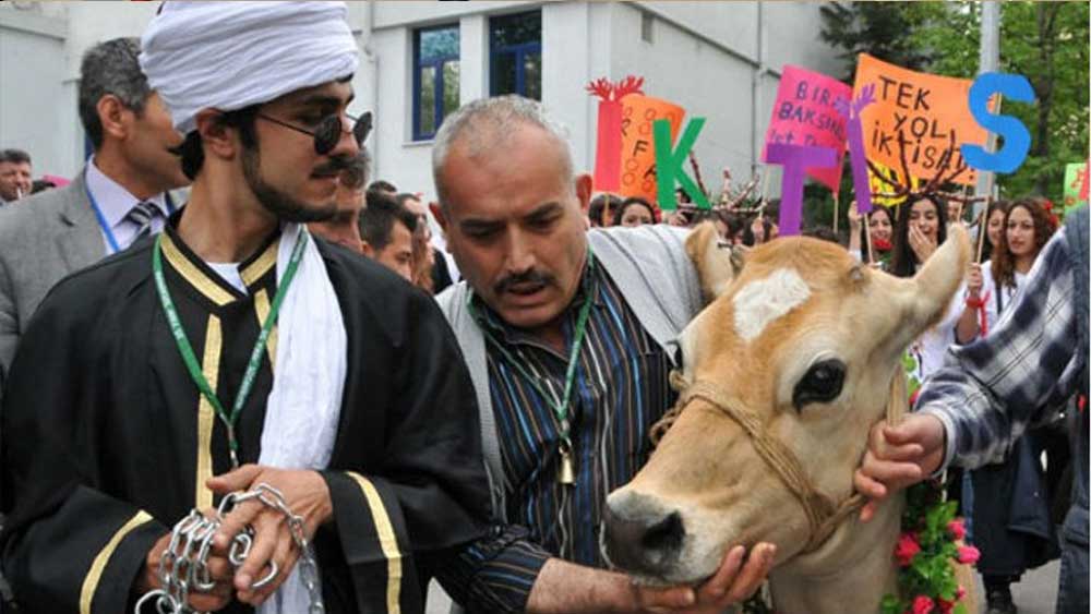 Ankara Üniversitesi, ‘İnek Bayramı’na idari soruşturma başlattı