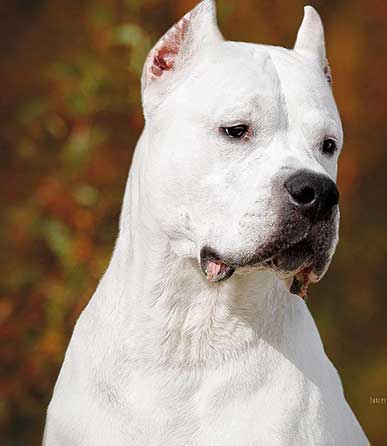 Dogo Argentino cinsi köpekler için Danıştay karar verdi!