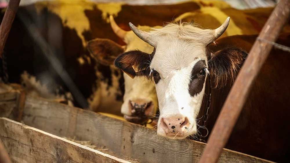 Kurbanlık fiyatları bu yıl da el yakacak: Bazı büyük illerde kurban bedelleri belli oldu