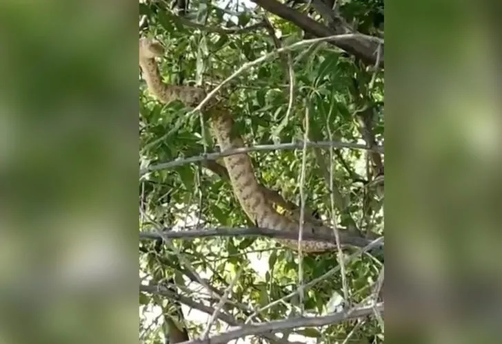 İşte Türkiye'nin en ölümcül yılanı...