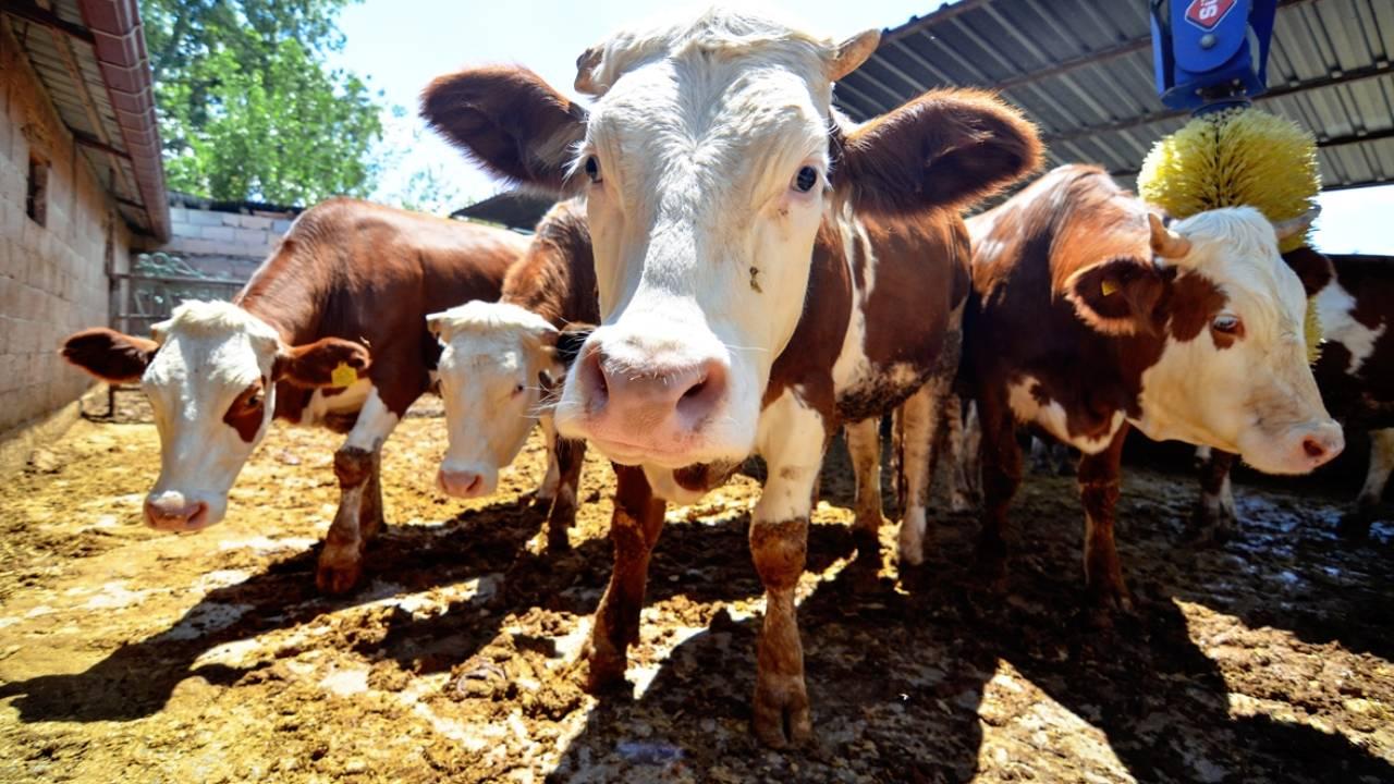 Kurban Bayramı öncesi büyük tehlikeye dikkat! Uzmanı hayat kurtaran önerileri sıraladı