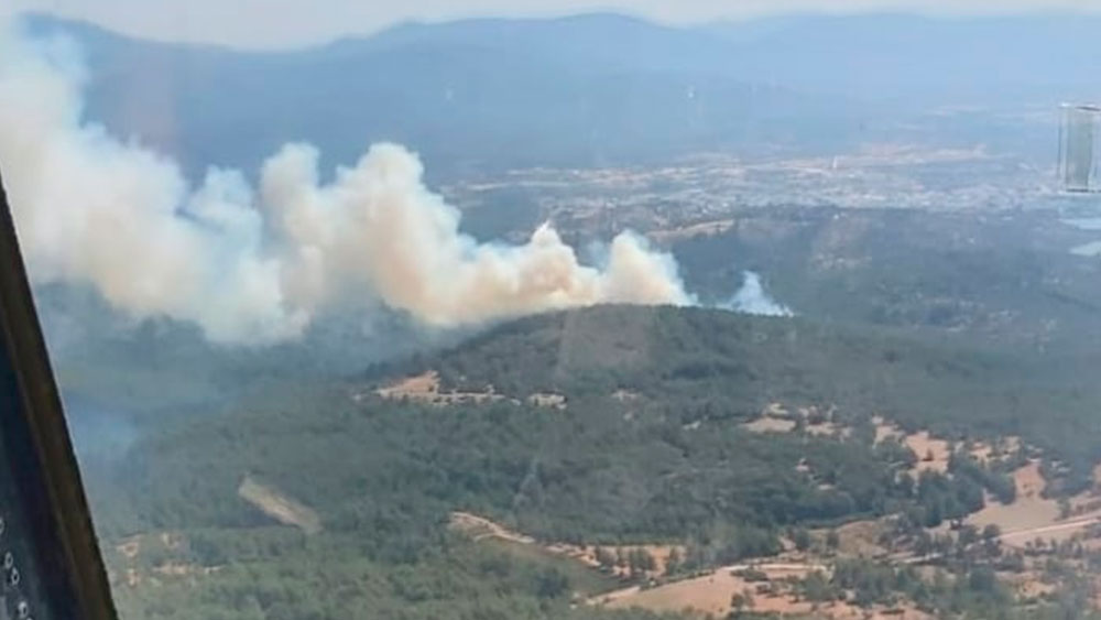 Bodrum'da orman yangını