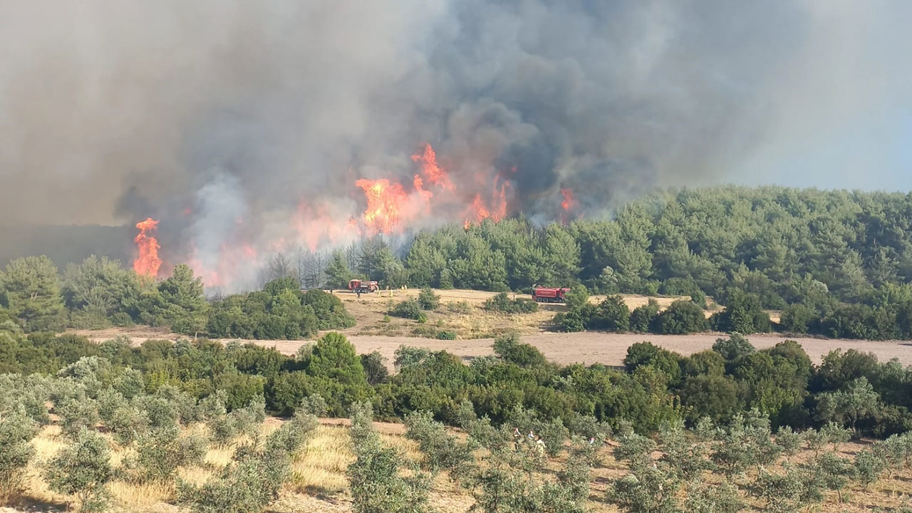 Manisa'nın Akhisar ilçesinde orman yangını