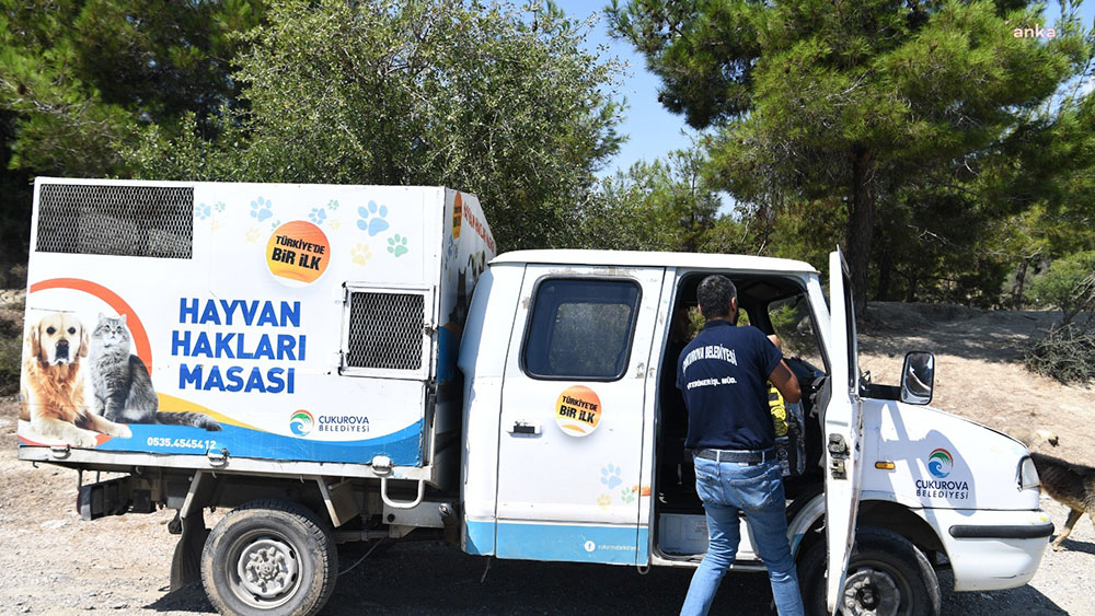 Çukurova Belediyesi sokak hayvanlarını unutmadı