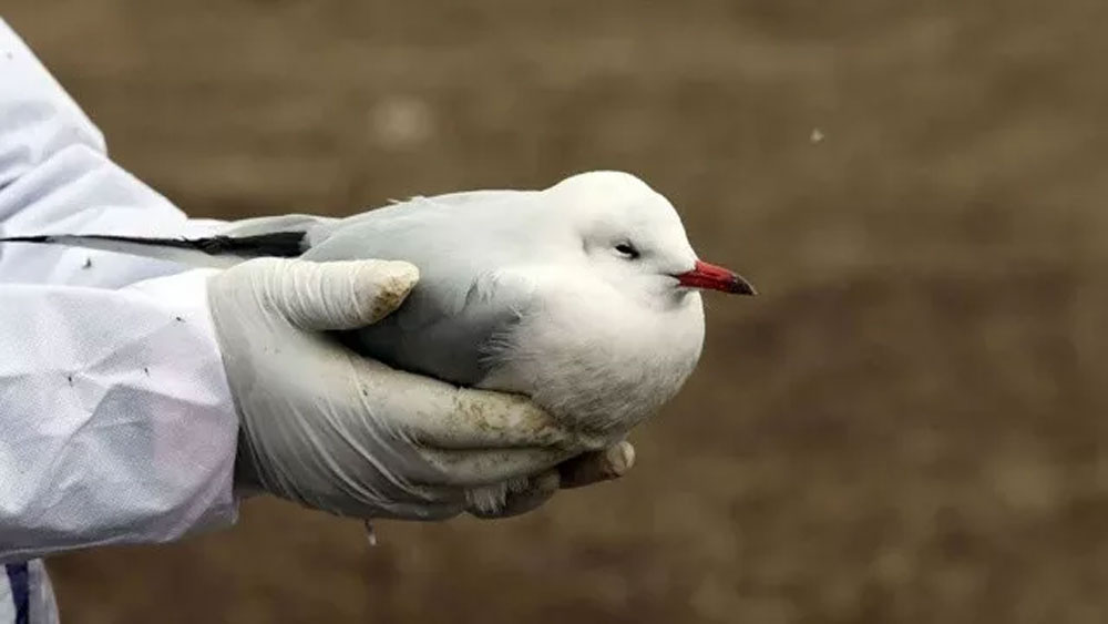 Yeni salgın mı başlıyor? 3 binden fazla ölü kuş bulundu