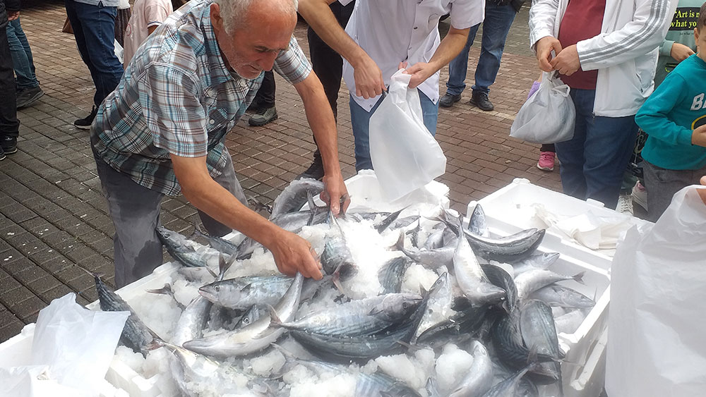 Palamut bollaşıyor tehgahta da fiyatları düşüşe geçti