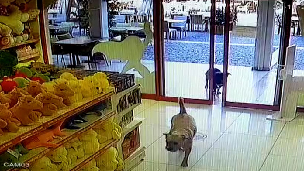 Oyuncak mağazasına giren köpek dışarıya bakın neyle çıktı