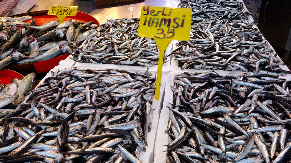 Karadeniz'de hem palamut hem hamsi bolluğu