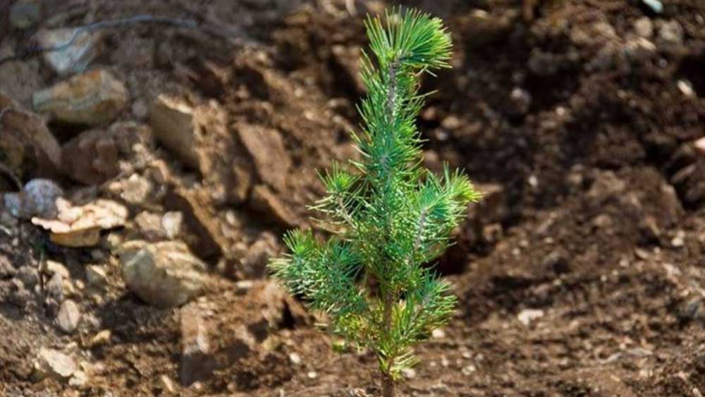 TEMA Vakfı: En anlamlı yeni yıl hediyesi fidan bağışı