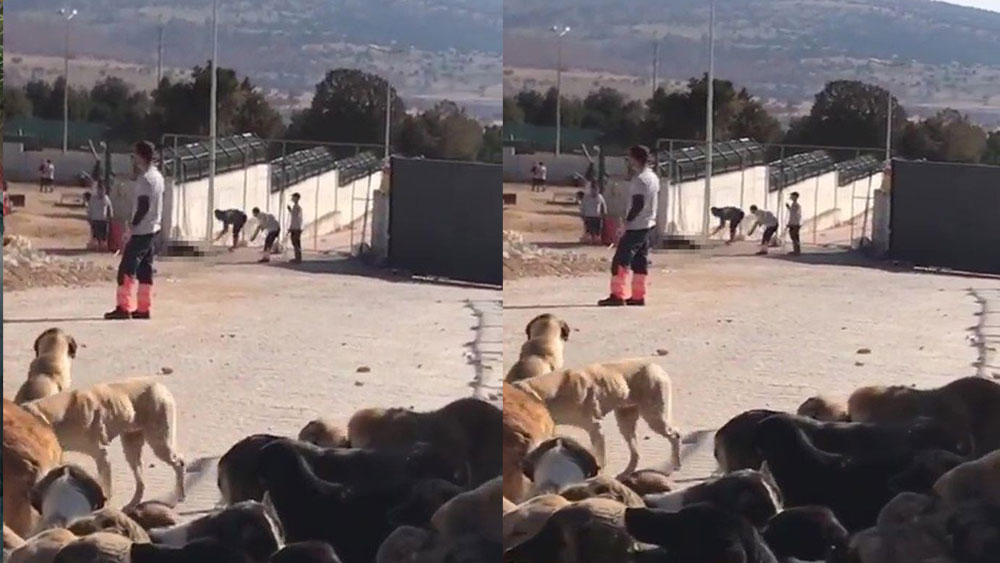 Hayvan katilinden pişkin savunma: Hayvanları sevdiğim için...