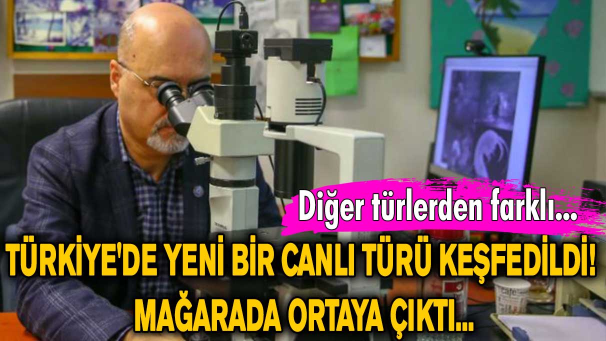 Türkiye'de yeni bir canlı türü keşfedildi! Mağarada ortaya çıktı...