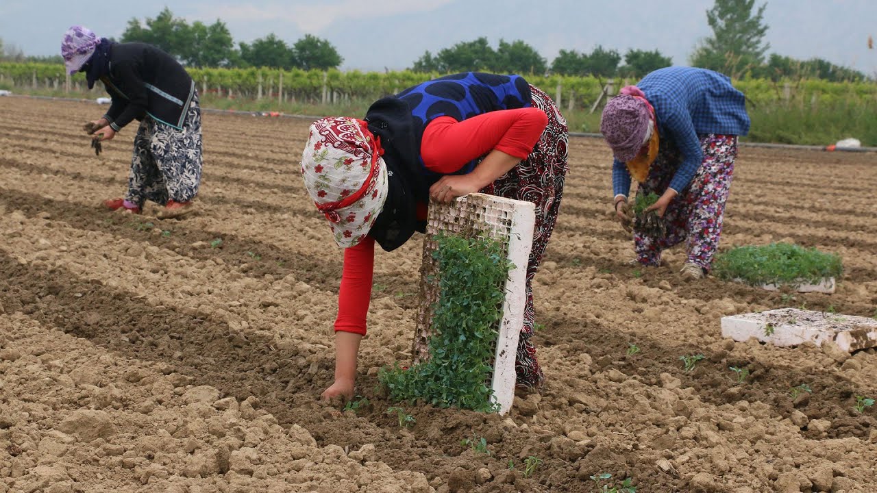 Tarım İşletmeleri sözleşmeli işçi alacak