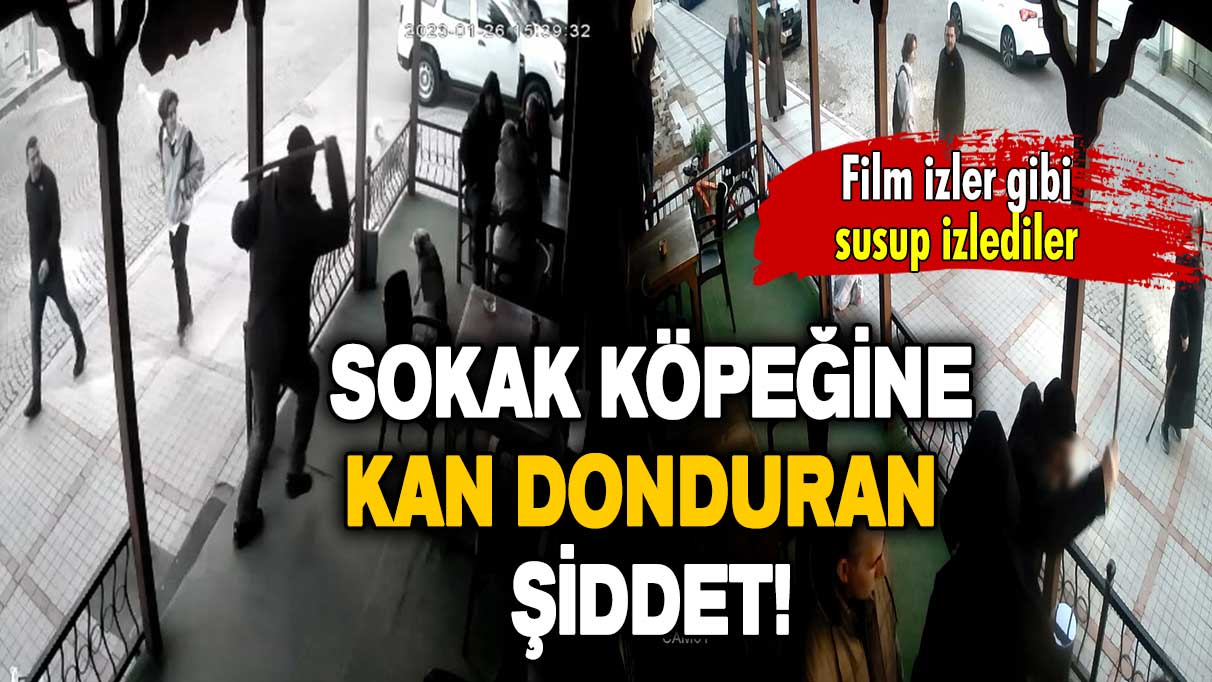 Film izler gibi susup izlediler: Sokak köpeğine kan donduran şiddet!