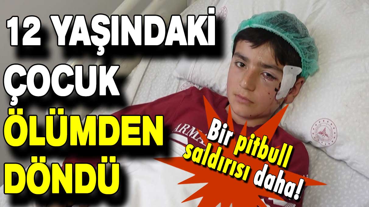 12 yaşındaki çocuk ölümden döndü: Bir pitbull saldırısı daha!