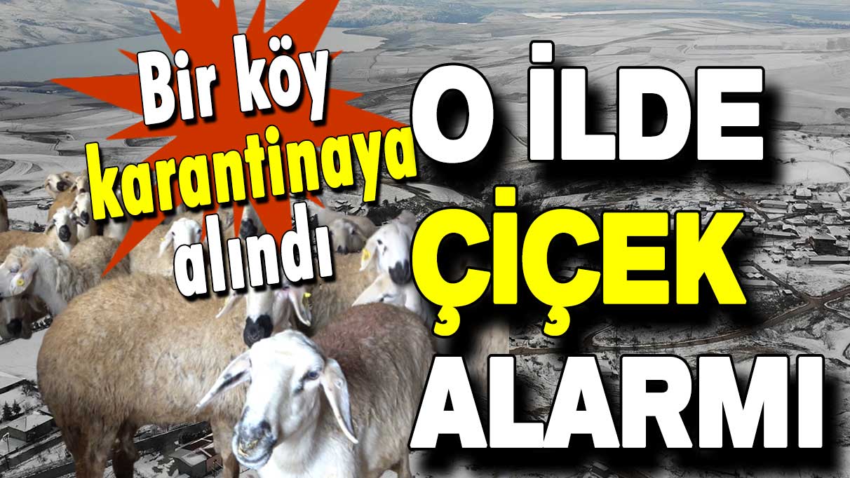 O ilde çiçek alarmı: Bir köy karantinaya alındı!