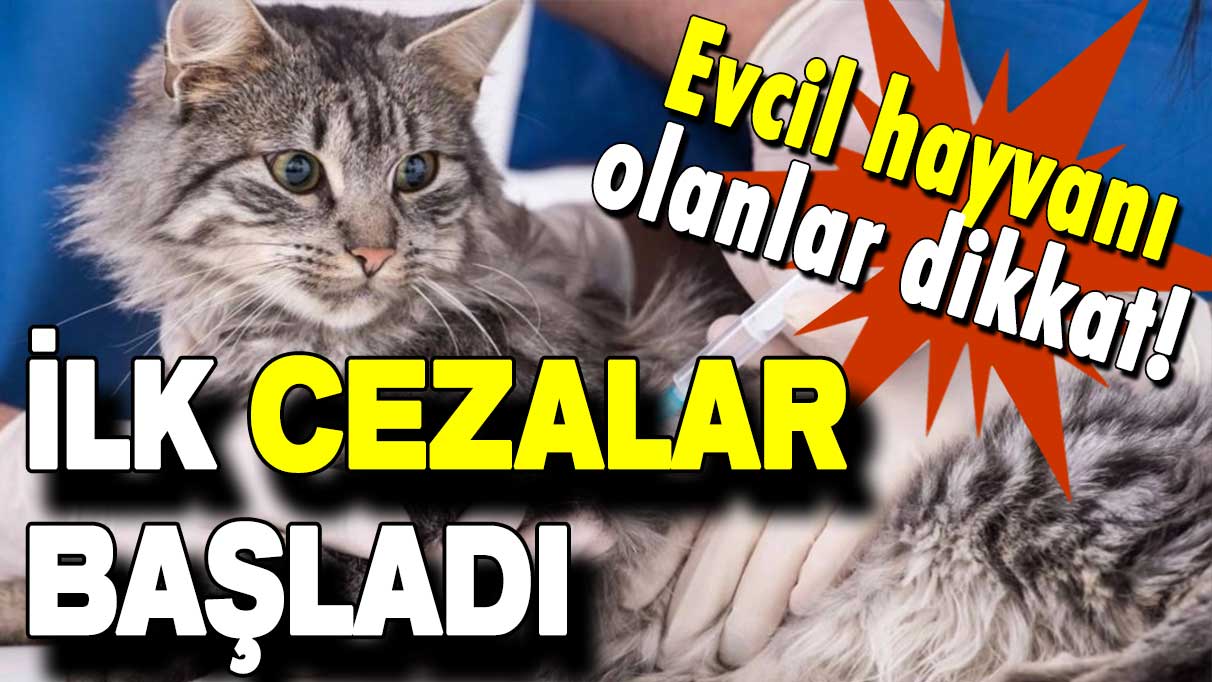 Evcil hayvanı olanlar dikkat: Mikroçip cezaları başladı!