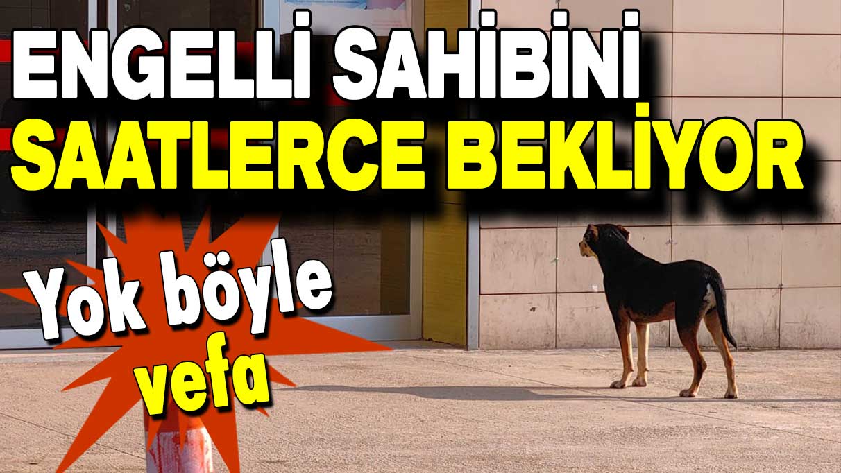 Yok böyle vefa: Engelli sahibini saatlerce bekliyor!