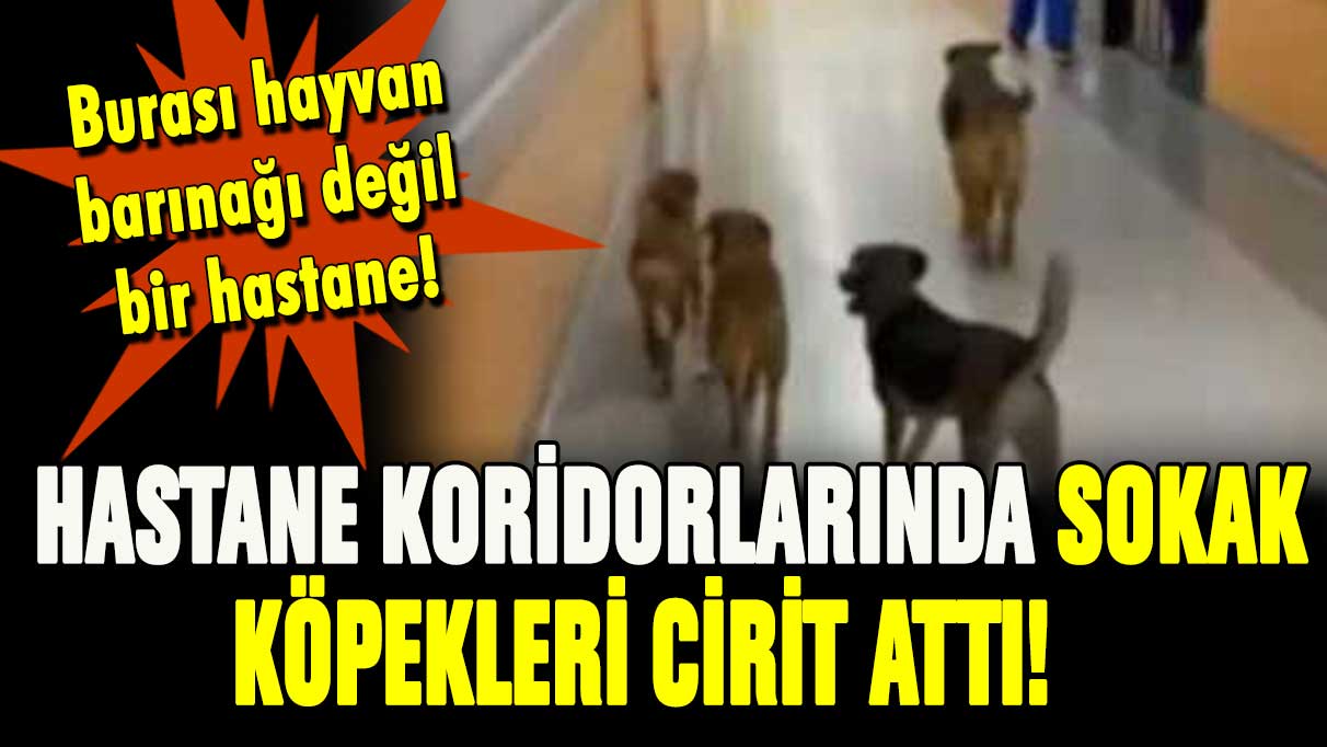 Hastane koridorlarında başıboş köpekler cirit attı! Görenler gözlerine inanamadı