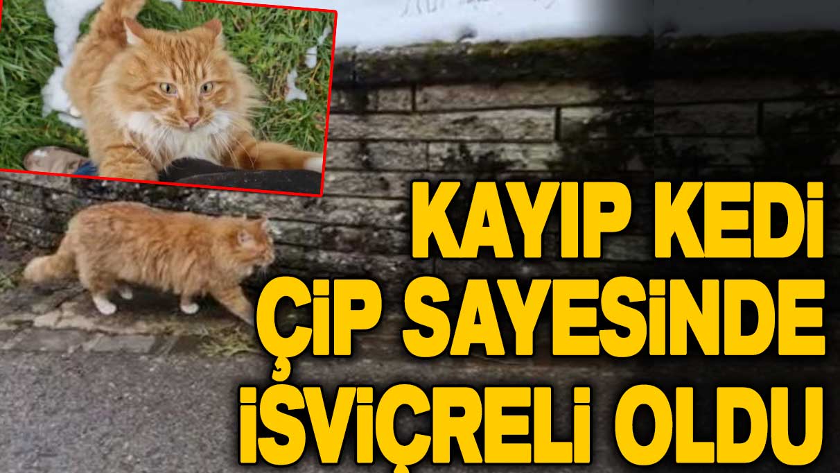 Kayıp kedi çip sayesinde İsviçreli oldu