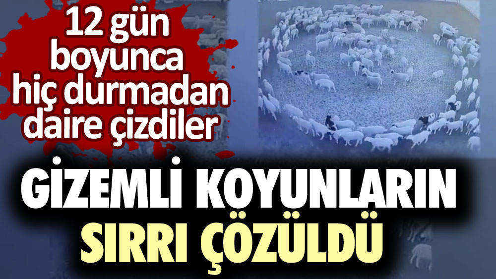 12 gün boyunca hiç durmadan döndüler! Gizemli koyunların sırrı çözüldü