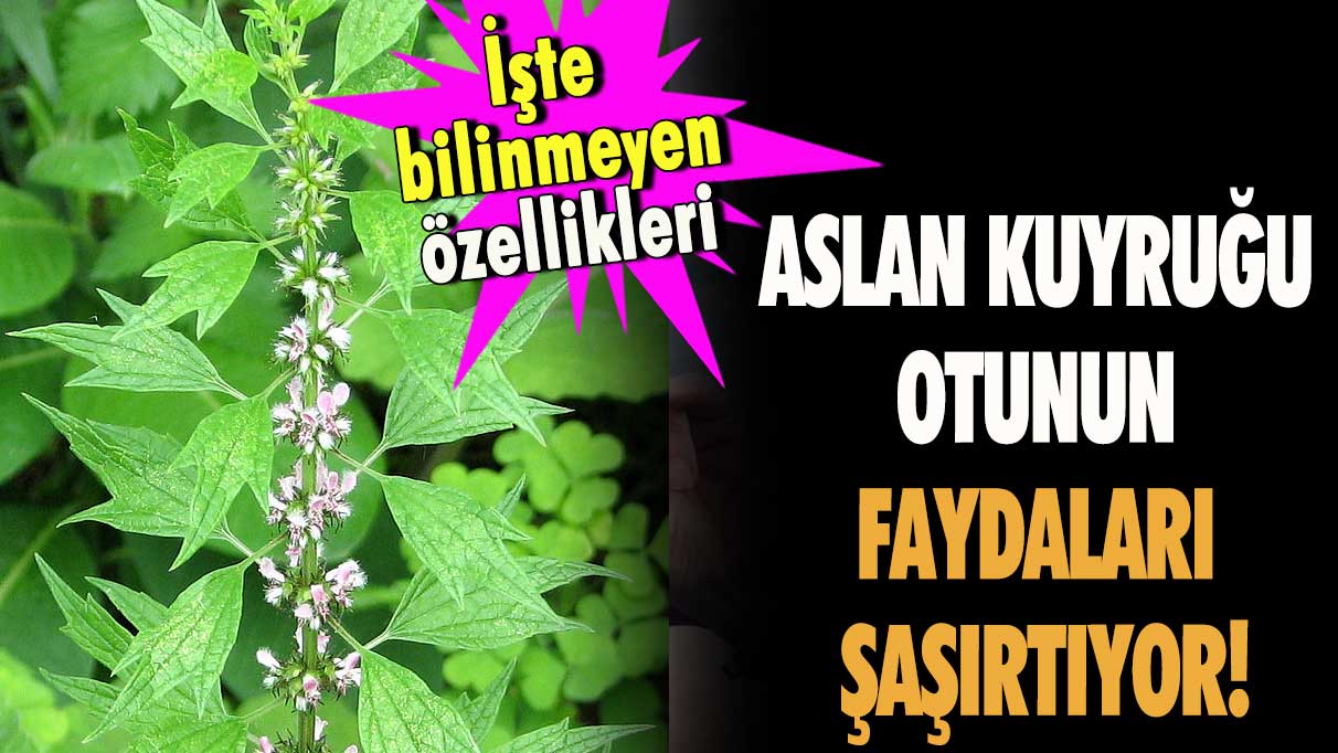 Aslan Kuyruğu otunun faydaları şaşırtıyor!