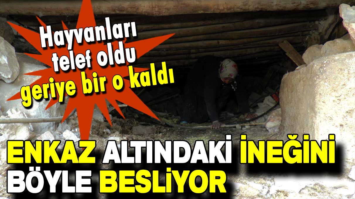 Enkaz altındaki ineğini böyle besliyor: Hayvanları telef oldu, geriye bir o kaldı!