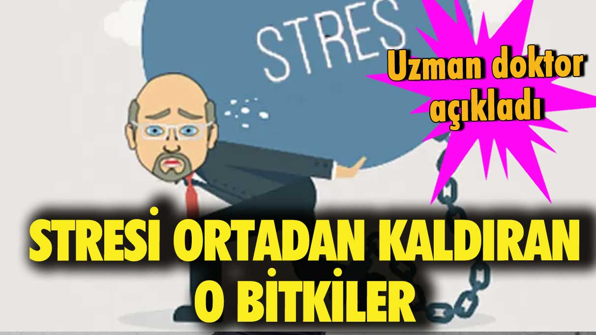 Uzman diyetisyen stresi ortadan kaldıran o bitkileri açıkladı